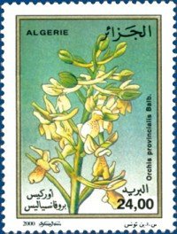 Stamp, Orchis provincialis, Algeria,  , Flowers, Orchids, Plants (Flora)