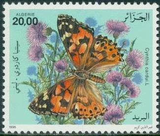 Painted Lady (Cynthia cardui)