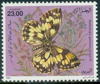 Marbled White (Melanargia galathea)