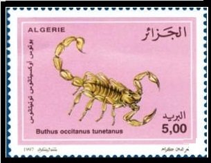 Common European Scorpion (Buthus occitanus tunetanus)