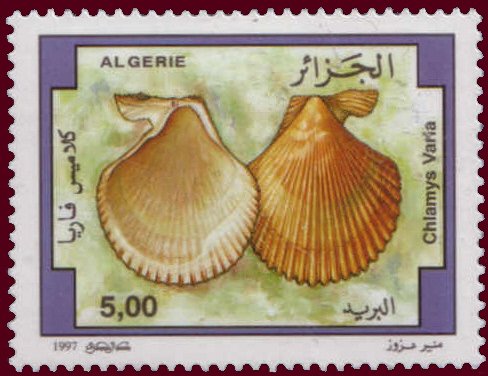 Variegated Scallop (Chlamys varia)