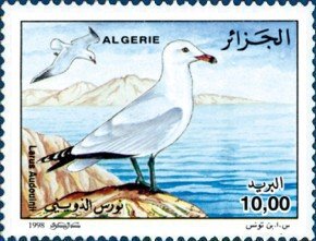 Stamp, Audouin's Gull (Larus audouinii), Algeria,  , Birds, Gulls, Animals (Fauna)