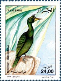 European Shag (Phalacrocorax aristotelis)