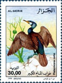 Great Cormorant (Phalacrocorax carbo)