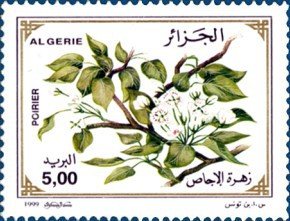 Pear tree