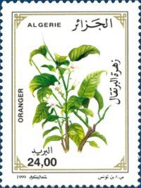Orange tree