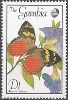 Butterfly (Aterica rabena)