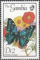Butterfly (Charaxes etesippe)