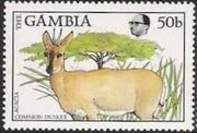 Black-fronted Duiker (Cephalophus nigrifons), Acacia