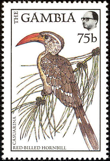 Red-billed Hornbill (Tockus erythrorhynchus)
