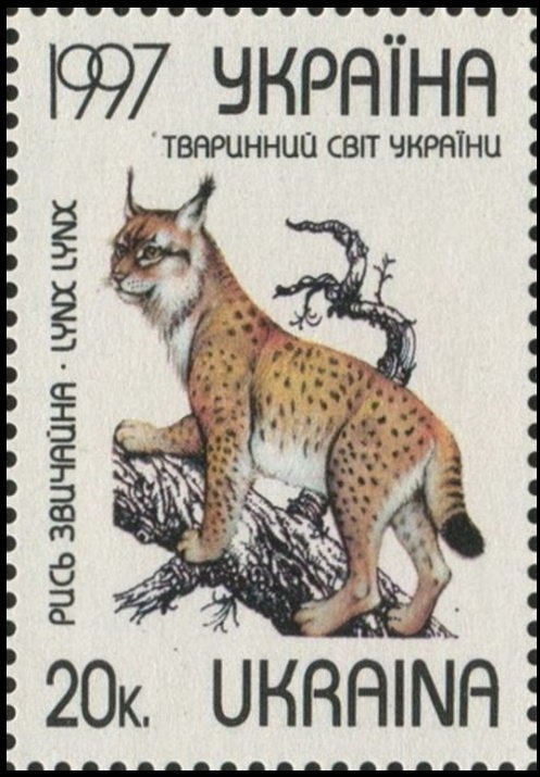 Eurasian Lynx (Lynx lynx)