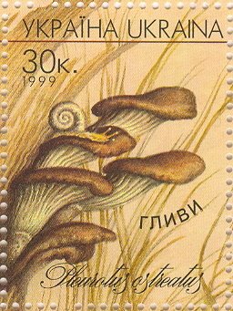 Pleurotus ostreatus