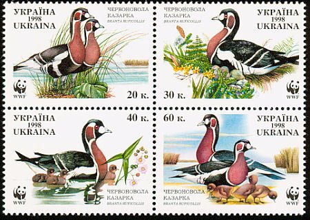 Red-breasted Goose (Branta ruficollis)
