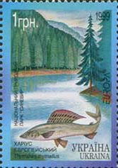 Grayling (Thymallus thymallus)