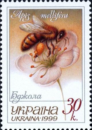 European Honey Bee (Apis mellifera)