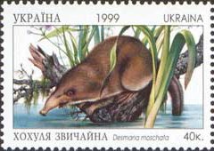 Russian Desman (Desmana moschata)