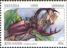 Stag Beetle (Lucanus cervus)