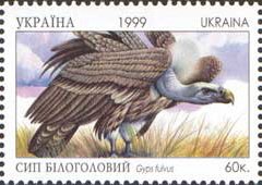 Griffon Vulture (Gyps fulvus)