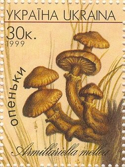 Armillariella mellea