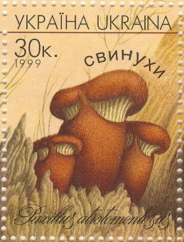Stamp, Paxillus atrotomentosus, Ukraine,  , Mushrooms