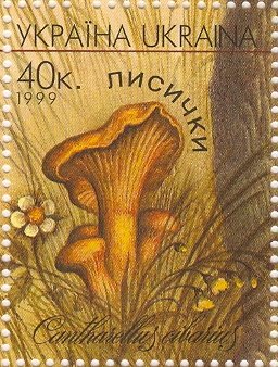 Cantharellus cibarius