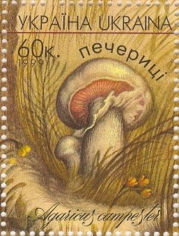 Agaricus campester