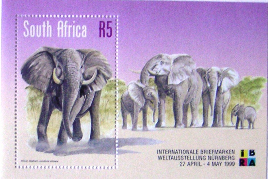African Elephant (Loxodonta africana)