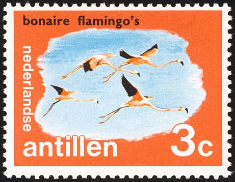 American Flamingo (Phoenicopterus ruber), Bonaire