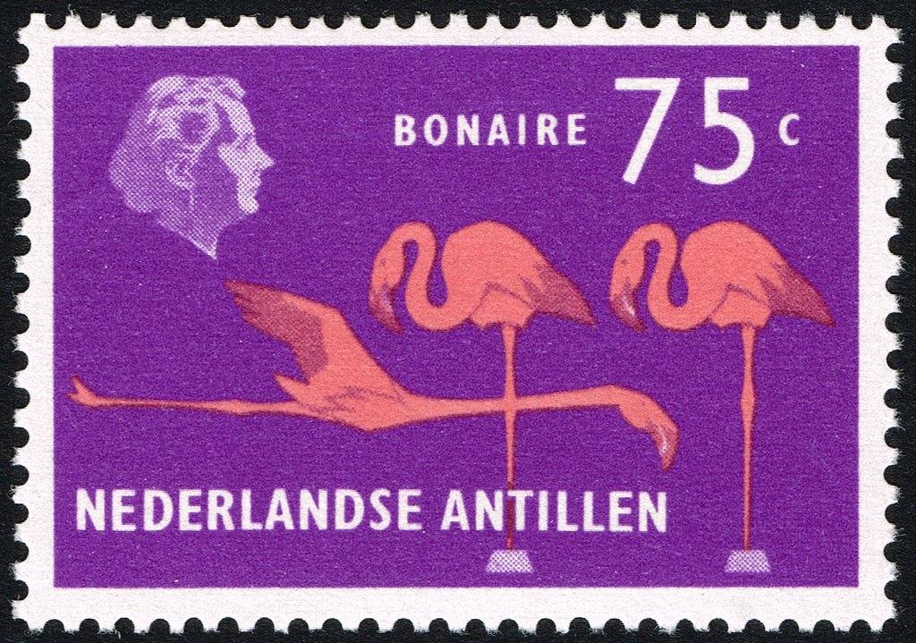 Flamingoes, Bonaire