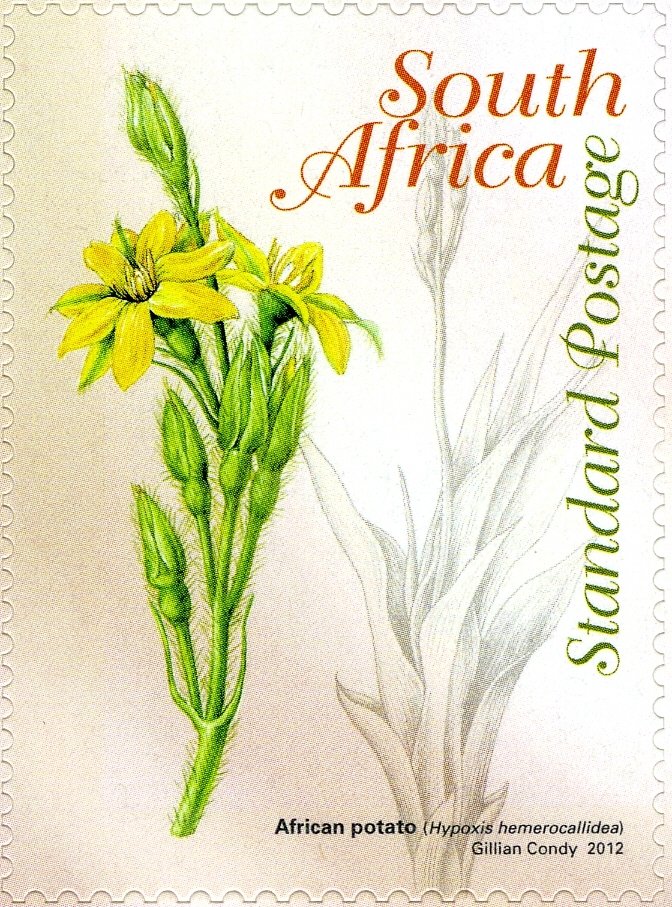 Hypoxis hemerocallidea