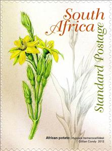 Stamp, Hypoxis hemerocallidea, South Africa,  