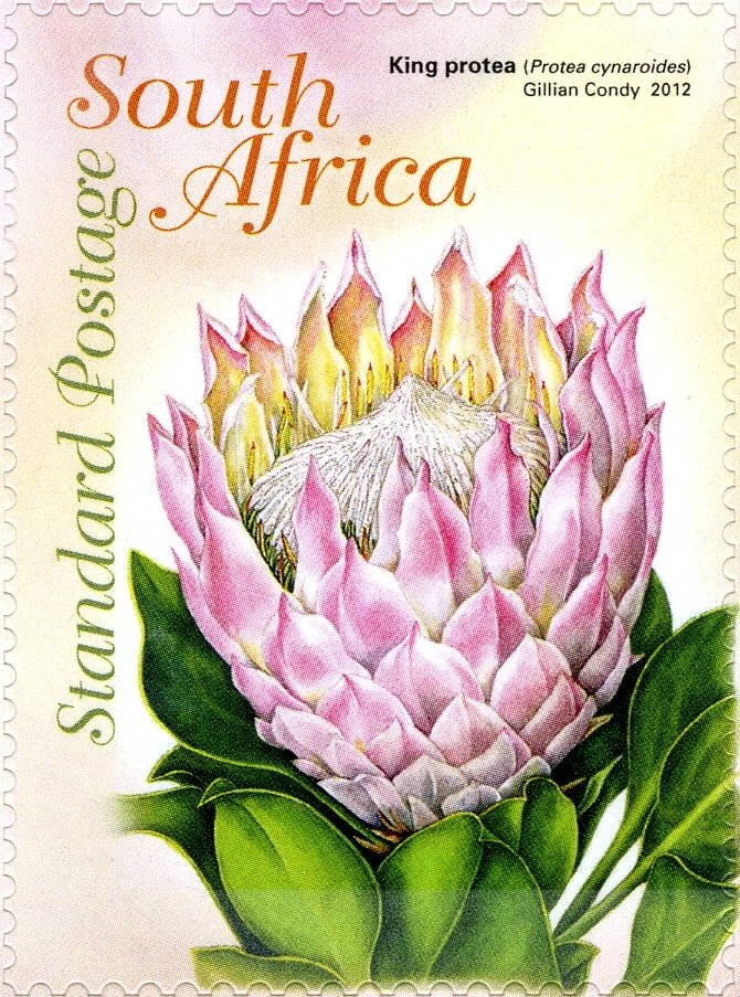 Protea royale