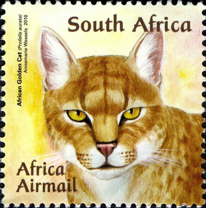 African Golden Cat (Profelis aurata)