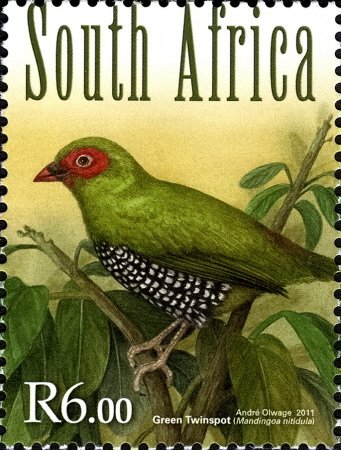 Green-backed Twinspot (Mandingoa nitidula), 