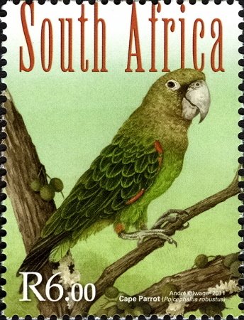 Cape Parrot (Poicephalus robustus)