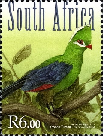 Knysna Turaco (Tauraco corythaix)