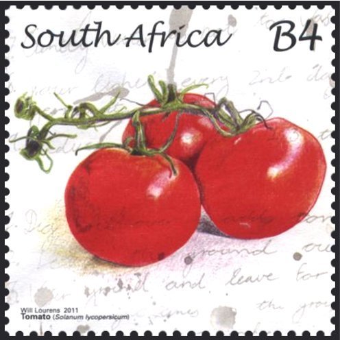 Tomato
