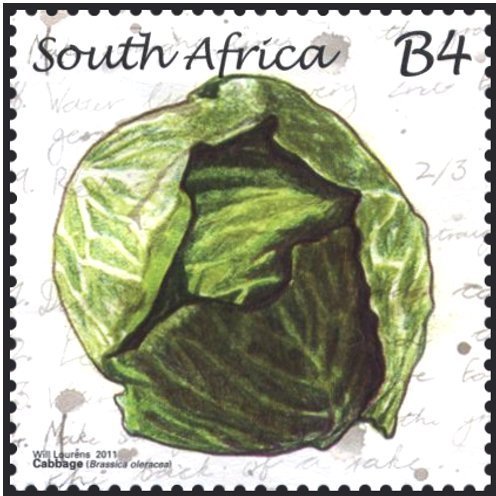 Cabbage