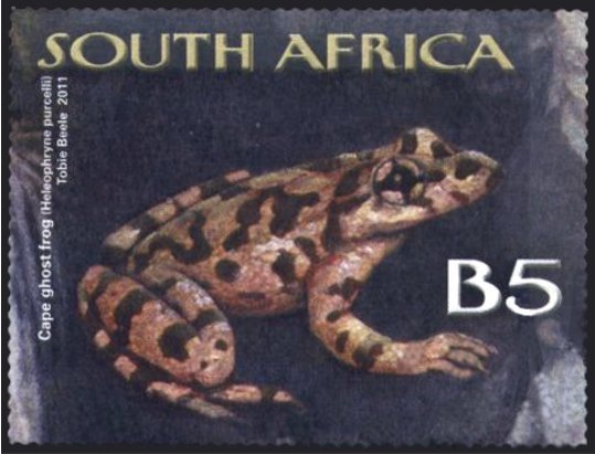 Purcell's Ghost Frog (Heleophryne purcelli)