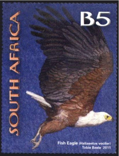 African Fish Eagle (Haliaeetus vocifer)