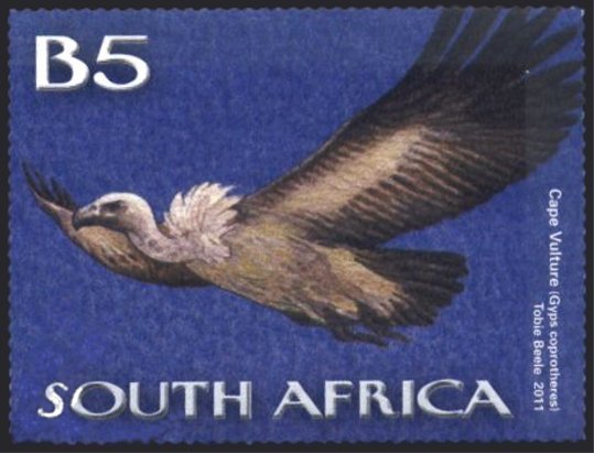 Cape Vulture (Gyps coprotheres)