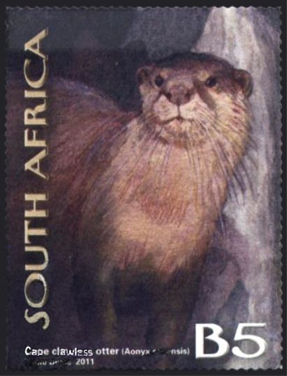 African Clawless Otter (Aonyx capensis)