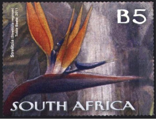 Bird-of-Paradise Flower (Strelitzia reginae)