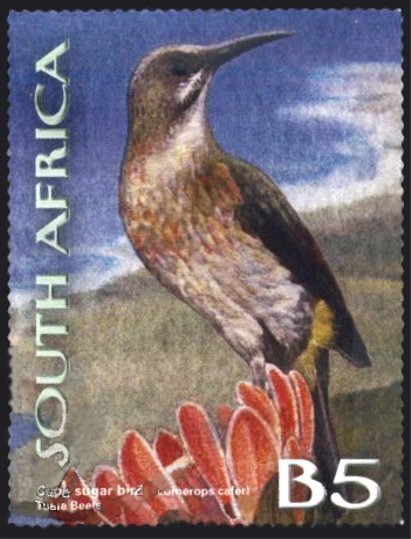 Cape Sugarbird (Promerops cafer)
