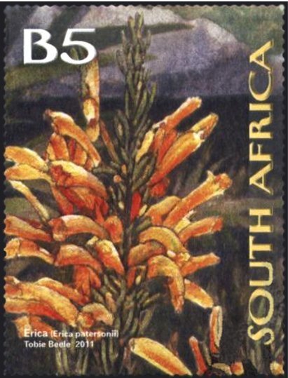 Mealie Heath (Erica patersonii)
