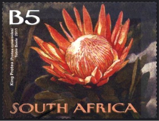 King Protea (Protea cynaroides)