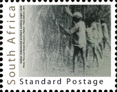 Indian Indentured Workers Cutting Sugar Cane