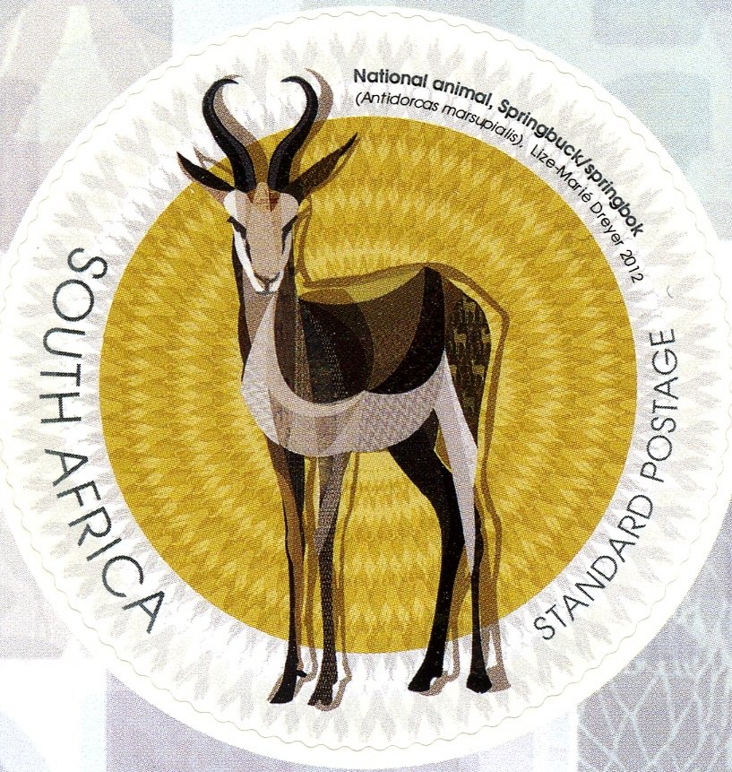 Springbok (Antidorcas marsupialis)