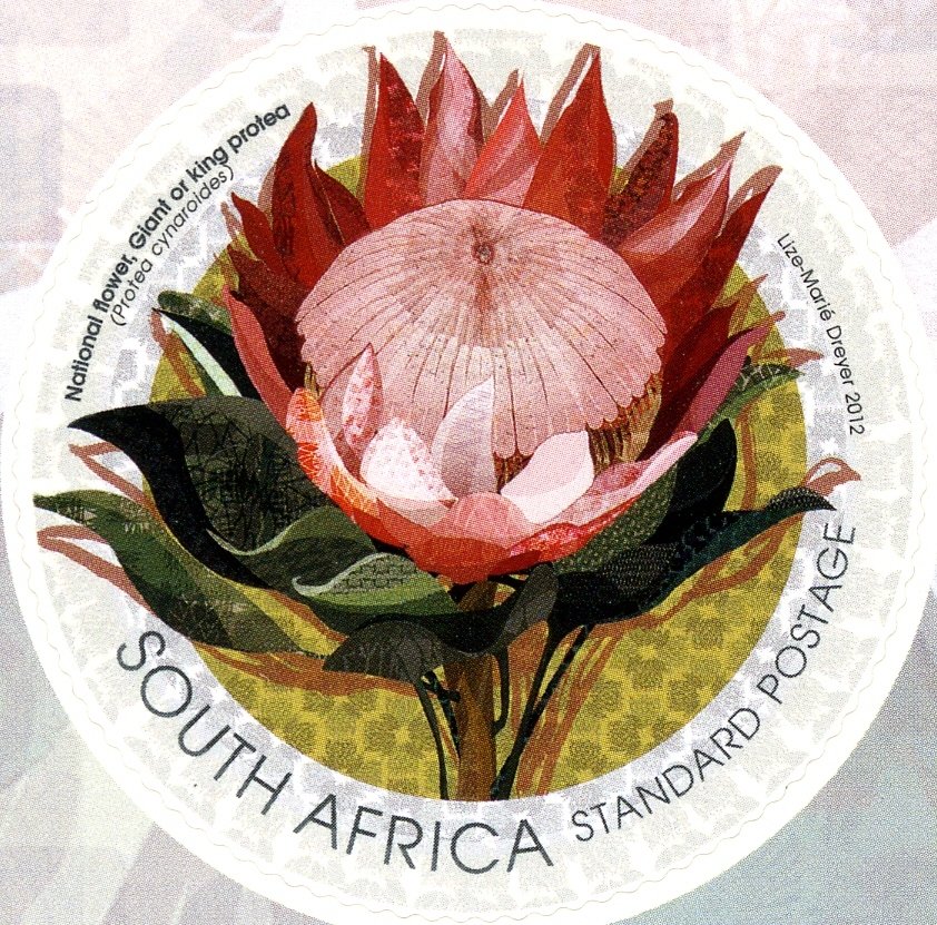 King Protea (Protea cynaroides)