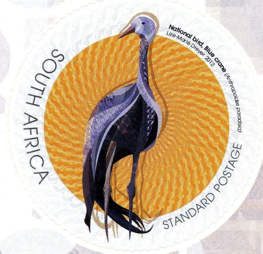 Blue Crane (Anthropoides paradisea)
